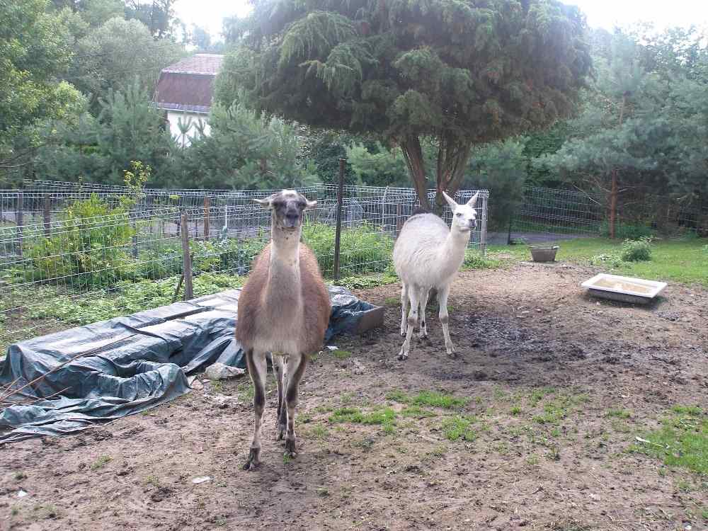 Žukovská ZOO 20. 7. 2016